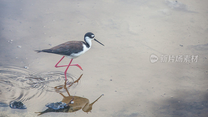 美国人(Himantopus mexicanus)。